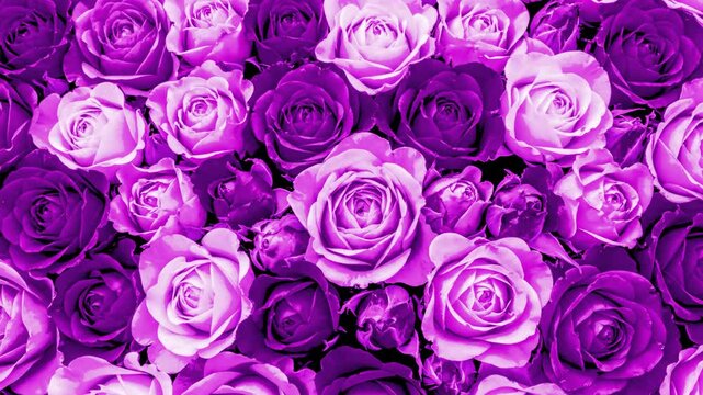 A lush, vibrant animation featuring a dense arrangement of purple and violet roses. This floral asset is designed for romantic, luxury, or spring-themed background loops in video production.