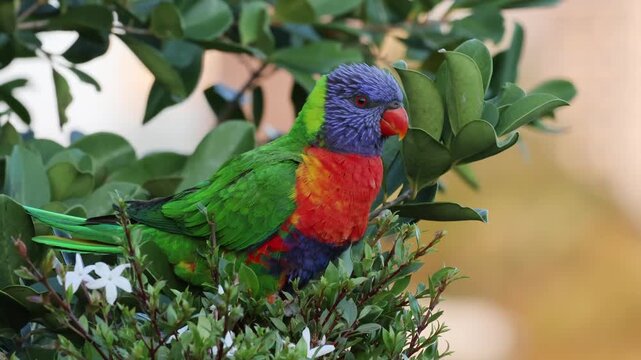 A colorful rainbow lorikeet parrot perches on lush green leaves, its vibrant plumage a stunning display of nature's beauty.