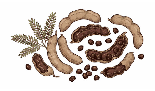 Hand drawn tamarind fruit with pods and seeds botanical style vector isolated