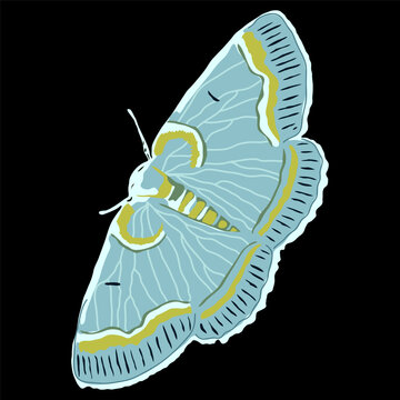 Minimalist vector illustration of a blue and yellow geometer moth isolated on black background.