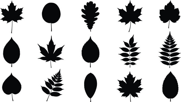 Black silhouettes of 29 various leaf shapes on white background, leaf silhouettes black leaves foliage
