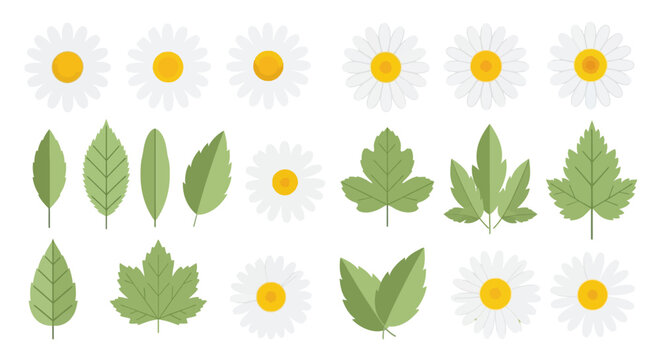 Collection of white daisies and various green leaves