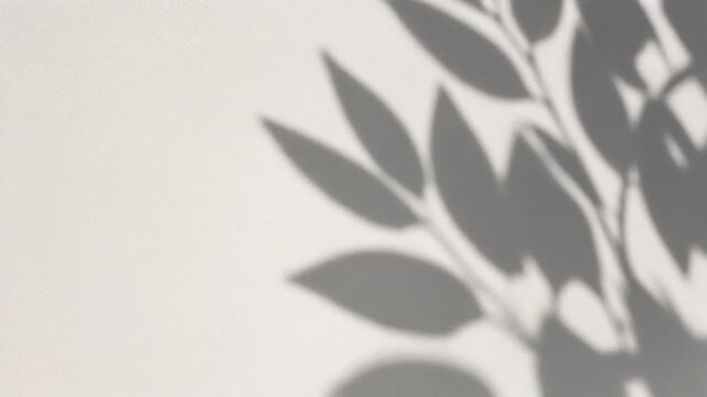 Abstract Shadow of Leaves on White Wall Background - Natural Light Effect