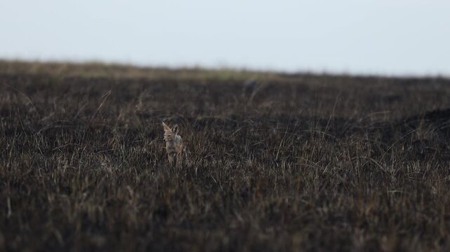 Lone black-backed jackal crosses a vast charred savannah in a very wide establishing landscape shot, post-fire ecosystem footage, Masai Mara National Reserve, Kenya, 4K UHD slow-motion safari B-roll