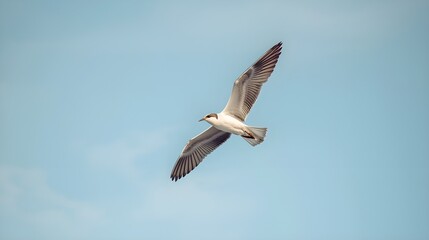 Obraz premium Graceful Sea Bird Gliding in the Air with Detailed Wing Feathers and Soft Blue Cloud Background