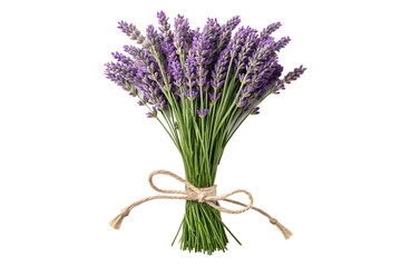 Fototapeta premium Fresh Purple Lavender Bouquet Tied with Twine Isolated on White Background