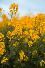 Fototapeta premium Close up of yellow rapeseed flowers blooming in agricultural field at sunset, spring nature background for farming, ecology and sustainable agriculture concepts