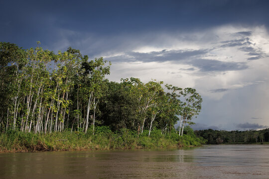 A orillas del R&iacute;o Solim&otilde;es