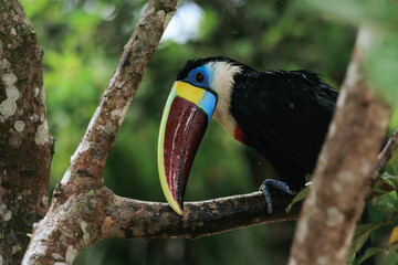 Fototapeta premium Tucán de pico rojo (Ramphastos tucanus)
