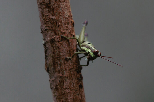 Saltamontes
