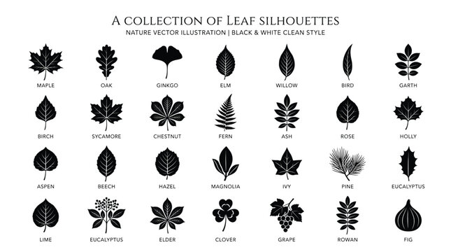 A collection of leaf silhouettes, nature vector illustration, black and white clean style, botanical icons set, various tree leaves, foliage shapes