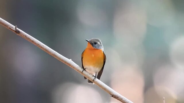 Cinematic close up of a beautiful small wild songbird with an orange breast and grey head perched on a diagonal branch against a smooth bokeh background