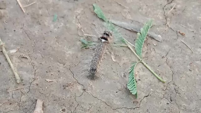 Caterpillar likely a spongy moth larva Lymantria dispar close up showing hairy body and distinctive markings crawling on surface highlighting insect detail pest species and wildlife macro