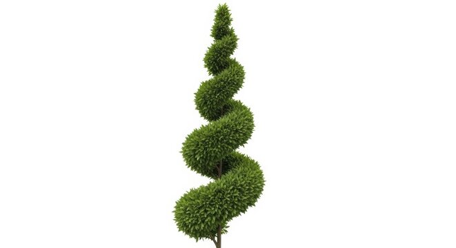 Spiral topiary evergreen tree isolated on white background, manicured boxwood shrub with decorative twist shape, ornamental garden plant for landscaping