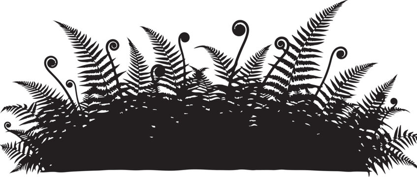 Black silhouette of fern fronds and unfurling fiddleheads