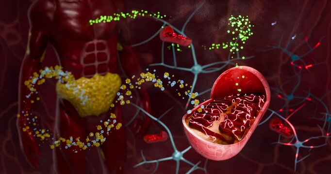 Cellular energy production in mitochondria converting fat molecules and oxygen into ATP through metabolic pathways supporting endurance, vitality, and energy supply in human cells and tissues. 