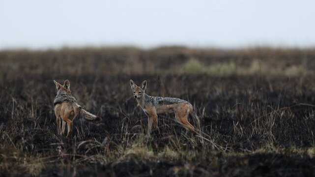 Two black-backed jackals stand together on a charred post-fire savannah, one glancing back over its shoulder, telephoto canid pair, Masai Mara National Reserve, Kenya, 4K UHD safari documentary B-roll