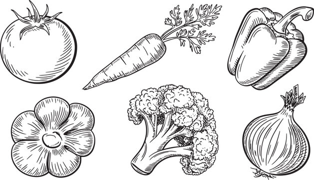 Assorted fresh vegetables detailed vintage engraving style drawing tomato carrot pepper broccoli. Vector Illustration