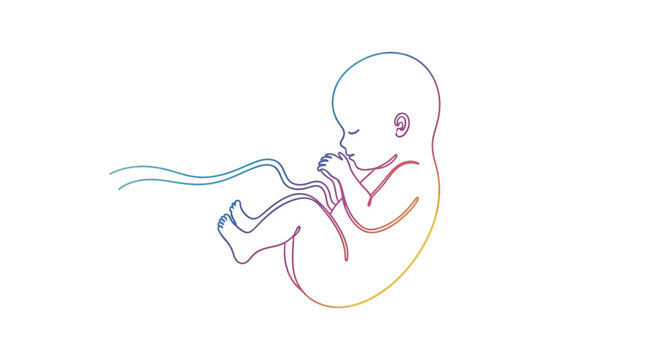 Fetus in womb, umbilical cord, colorful line art, pregnancy, new life, development, medical illustration