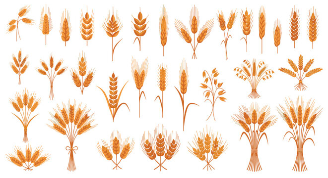 Extensive collection of detailed wheat, barley, and rye grain ear illustrations for organic farming and natural food brands.