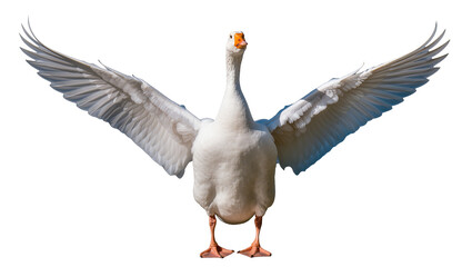 White goose with wings spread wide, isolated on transparent background © Freya