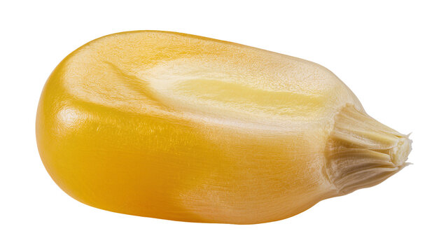 Single yellow corn kernel with detailed texture, isolated on transparent background