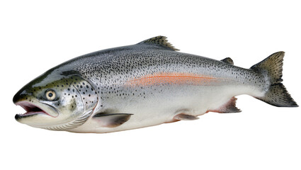 Obraz premium Whole fresh salmon fish with orange stripe, isolated on transparent background