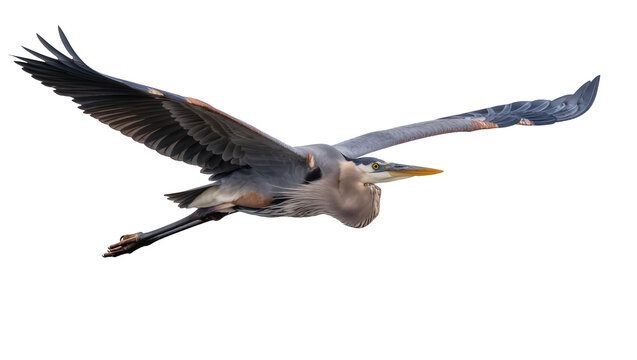 Great blue heron bird in flight wings spread wide, isolated on transparent background