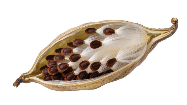 Milkweed seed pod with brown seeds and white fluff, isolated on transparent background