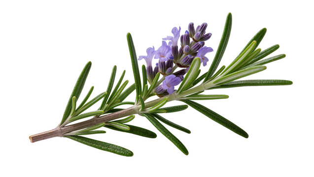 Fresh rosemary sprig with delicate purple flowers, isolated on transparent background