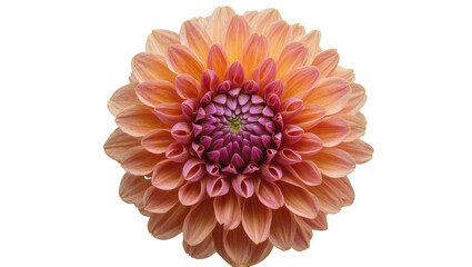 Fototapeta premium Peach and pink dahlia flower with intricate petal layers, isolated on transparent background