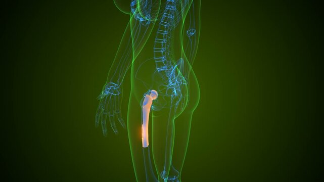 Hip bone anatomy. 3d render