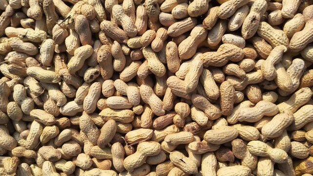 Closeup of Roasted Ground Peanut Pods in a Market For Selling, Peanut Pods Background with Copy Space
