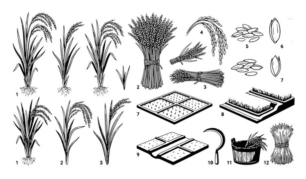 Rice plant and grain field illustration set agriculture harvest vector isolated on white background