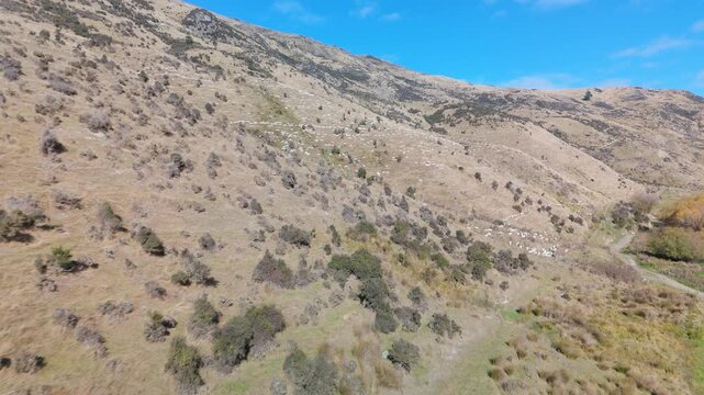 Aerial of Sheep Mob on Kingston Hill Country