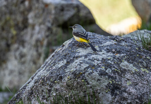 A yellow wagtail in its natural habitat on a spring day on the shore of Lake Issyk-Kul in Kyrgyzstan
