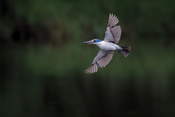 Fototapeta premium Collared Kingfisher, Todiramphus chloris, in flight in forest park, mid-sized kingfisher with variable plumage pattern, greenish-blue crown and upperparts with white collar, dramatic smooth background