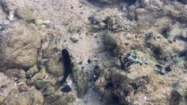 Small fish of the goby family hide and move along the rocky bottom in shallow waters in Thailand. Natural habitat and behavior of bottom-dwelling species.