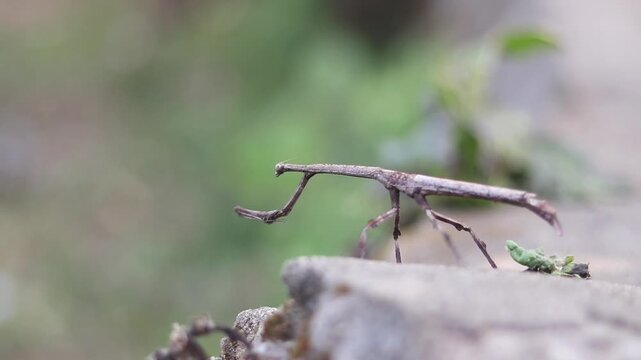 Stick Insect or Stick Bug on a wall, Also Known as Walking  Stick