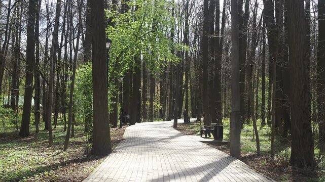 jogging trail in the forest