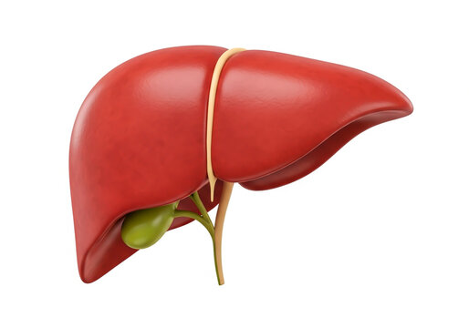 3d illustration of human liver with gallbladder attached