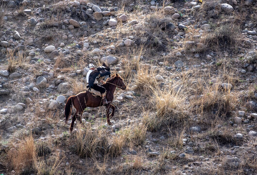 Golden eagles training for hunting on the shores of Lake Issyk-Kul in Kyrgyzstan
