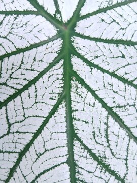 Close up view of Caladium houseplant with large white leaves and green veins in the garden. Caladium Candidum, White Christmas, Keladi Putih. Tropical Houseplant Gardening