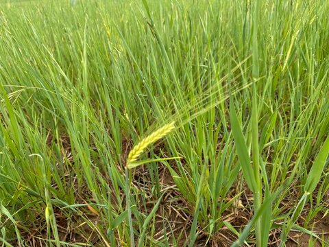 green wheat field