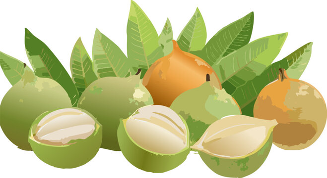 Chrysophyllum cainito illustration for food and agriculture content
