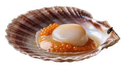 Raw scallop with roe in a shell, isolated on transparent background © Finn