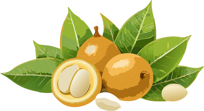 Chrysophyllum cainito fruit illustration showing sweet tropical star apple

