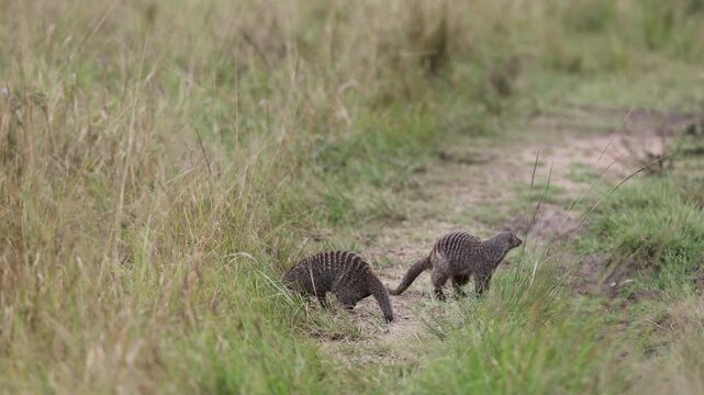 Lone banded mongoose trots briskly along a dirt safari track winding through Mara savannah, telephoto small-mammal wildlife shot, Masai Mara National Reserve, Kenya, 4K UHD safari B-roll