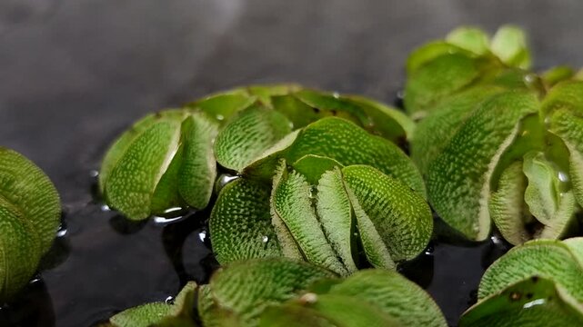 Salvinia minima, an exotic floating aquatic plant. It functions as a natural air purifier, aquarium shade, and algae preventative. It's ideal for a healthy pond ecosystem