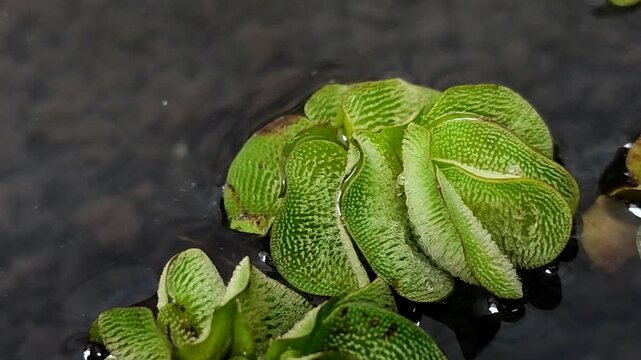 Salvinia minima, an exotic floating aquatic plant. It functions as a natural air purifier, aquarium shade, and algae preventative. It's ideal for a healthy pond ecosystem